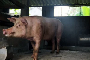 So-co-so-chan-nuoi-lon-duc-giong-va-so-lon-duc-giong-giam-144259_202