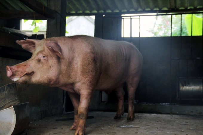 So-co-so-chan-nuoi-lon-duc-giong-va-so-lon-duc-giong-giam-144259_202