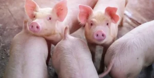 Trung-quoc-nhan-ban-lon-thanh-cong-bang-robot-151557_593