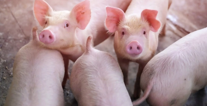 Trung-quoc-nhan-ban-lon-thanh-cong-bang-robot-151557_593