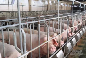 Watermark_chan-nuoi-heo-kien-giang-1-1802_20220530_273-160534