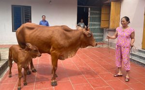 Mo-hinh-chan-nuoi-bo-thit-