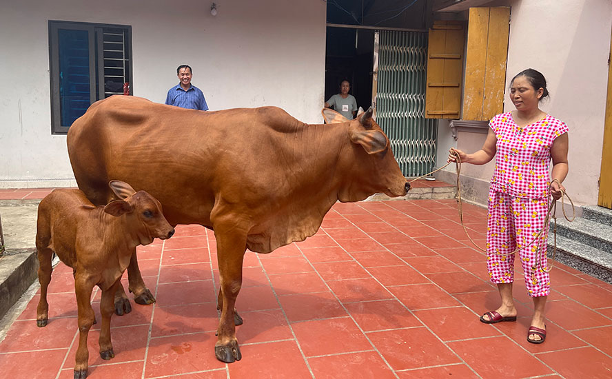 Mo-hinh-chan-nuoi-bo-thit-