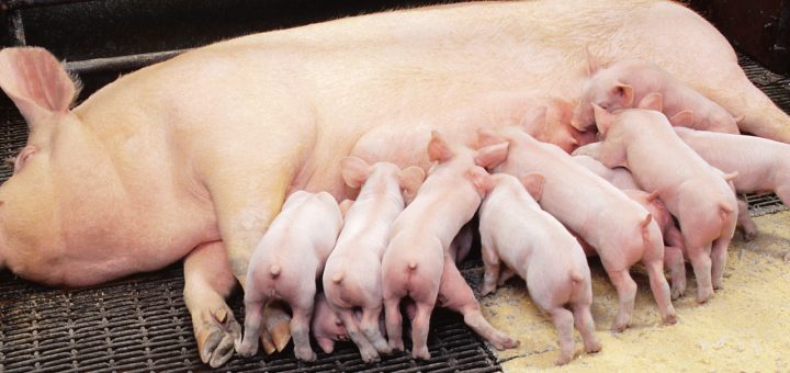 Cham-soc-heo-con-1-720x340