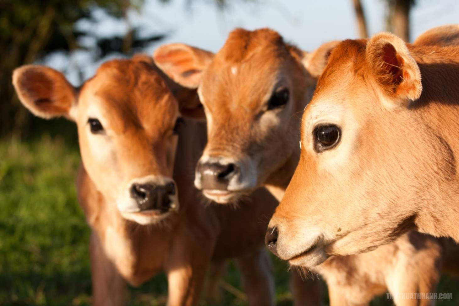 Hinh-anh-bo-vang-viet-nam