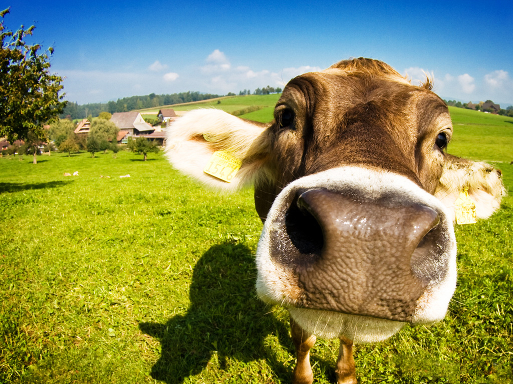 Cảnh báo những bệnh cần hạn chế ăn thịt bò