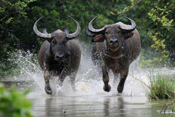 Nhung-y-nghia-con-trau-dai-dien-trong-quan-niem-trung-quoc