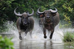 Nhung-y-nghia-con-trau-dai-dien-trong-quan-niem-trung-quoc