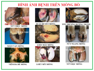Mong_bo_33
