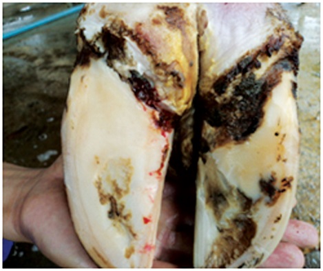 Benh-viem-mong-o-bo-sua-2