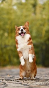 Corgi