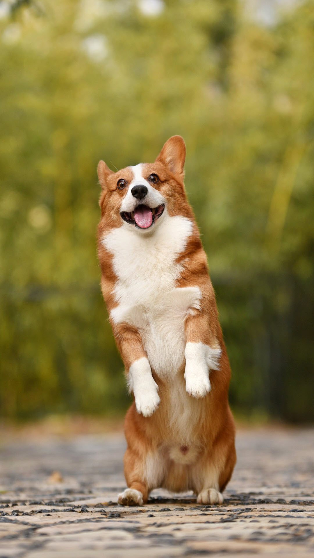 Corgi