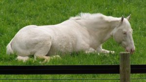 Ngựa Trắng
