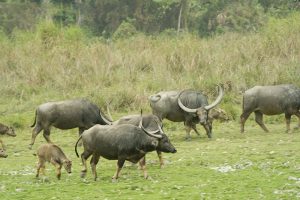 Kaziranga National Park
