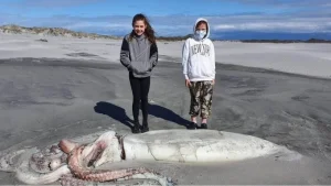 Xac-muc-nang-2-ta-dai-3m-gan-nhu-con-nguyen-vendocx-1666276006342